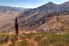 Dry forest margins in the western United States may be more resilient to climate change than previously thought