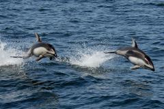 Dolphins are seen jumping in the ocean 