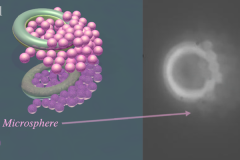 Model of a pair of microtori picking up particles, left. Microtori picking up particles when a magnetic field is applied, right